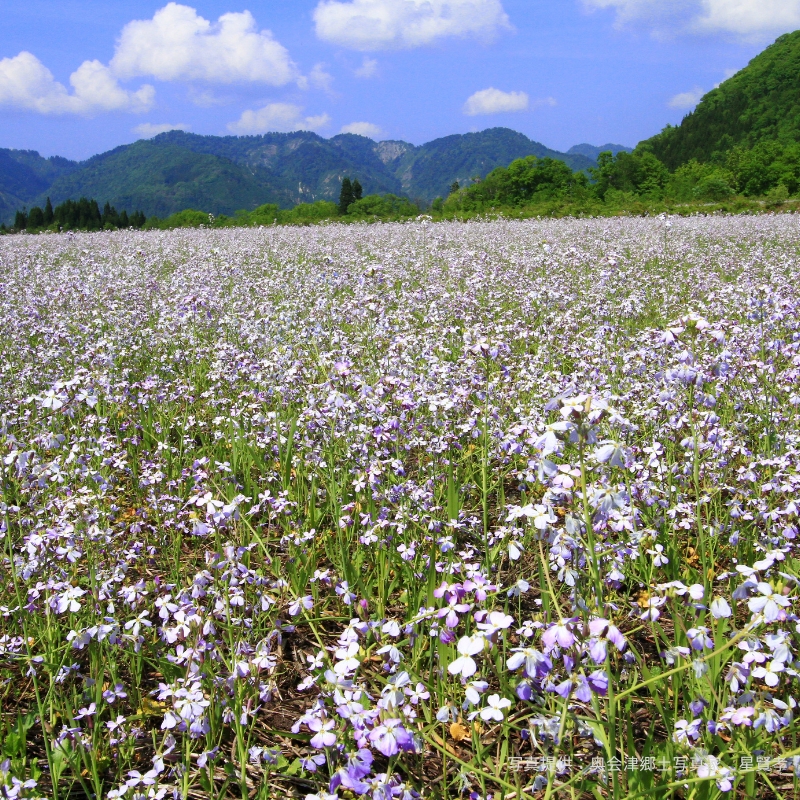 福島県奥会津金山町高原に広がる花畑